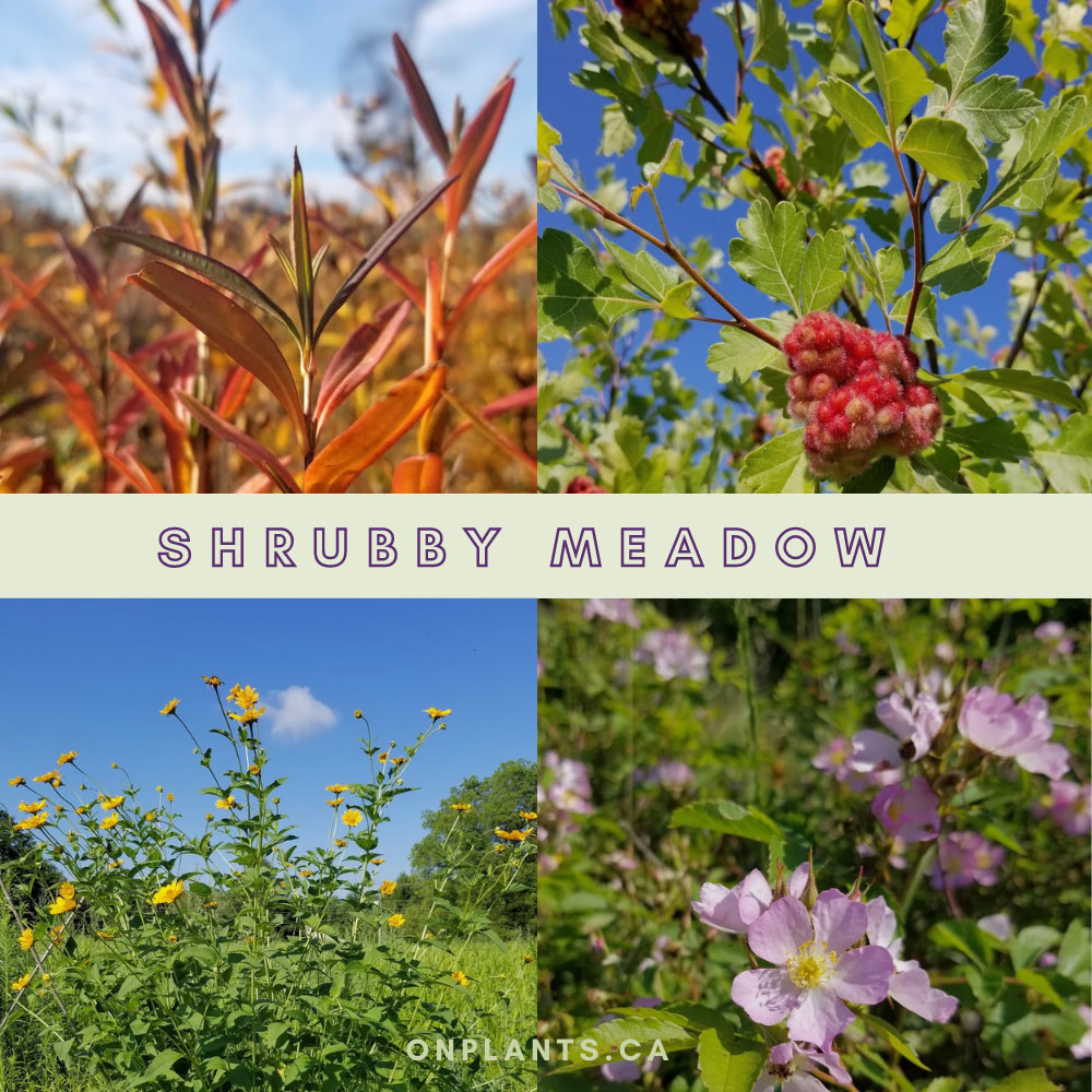 Shrubby Meadow Pack