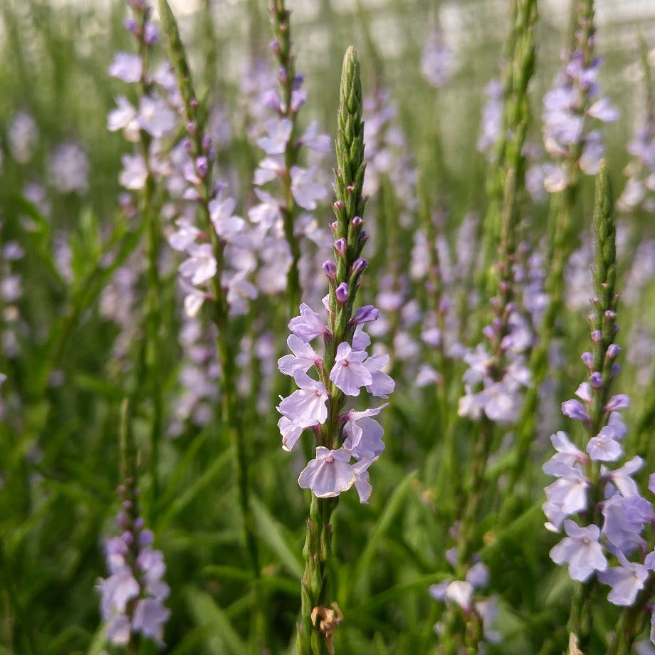 Narrow Leaved Vervain