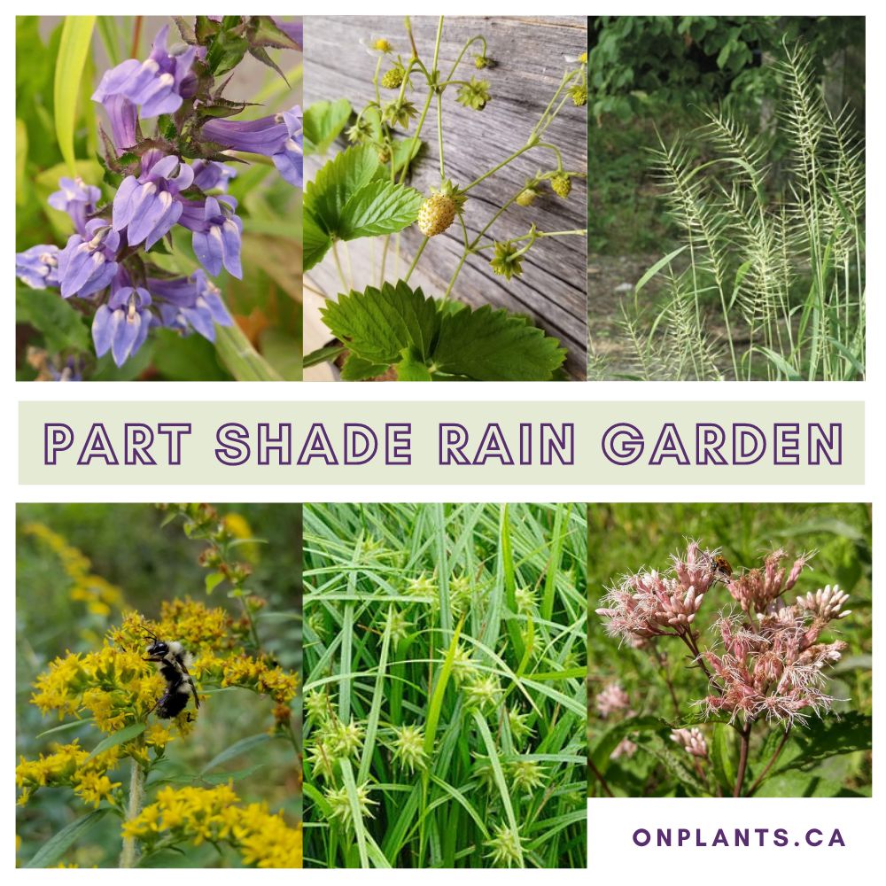 Part Shade Rain Garden Pack
