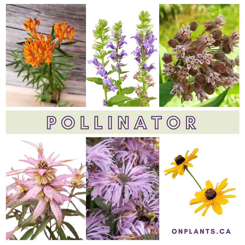 Pollinator Pack