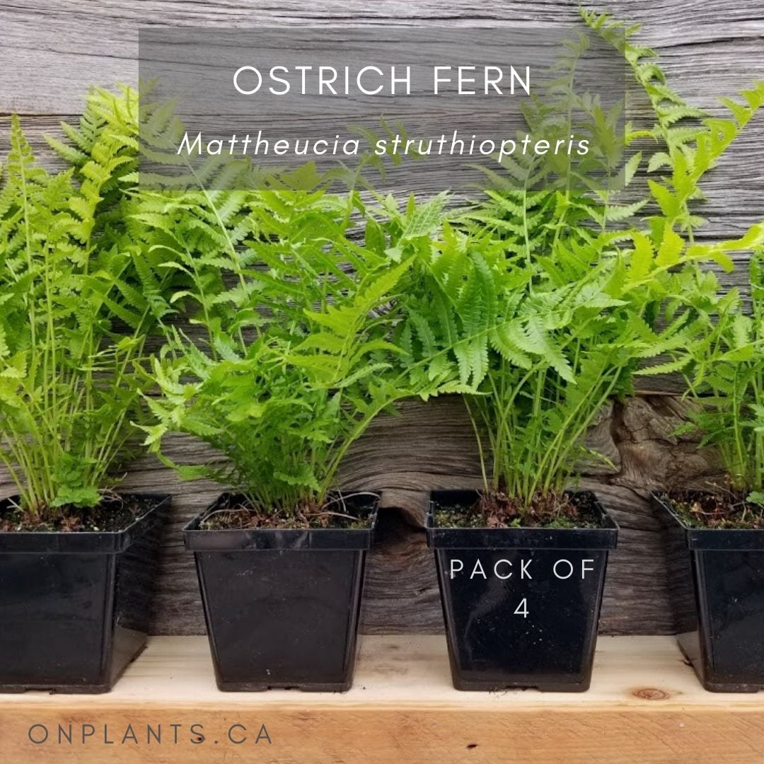 Ostrich Fern Pack