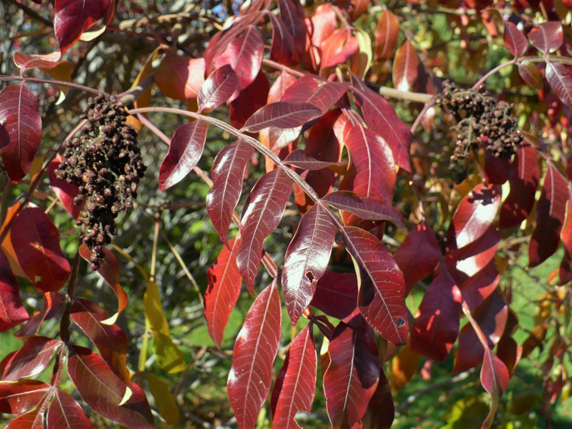 Shining Sumac
