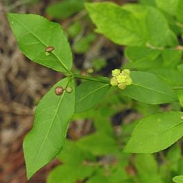 Running Strawberry Bush