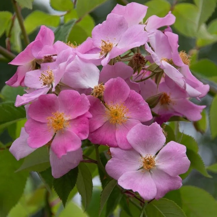 Climbing Prairie Rose - Shop - Ontario Native Plants