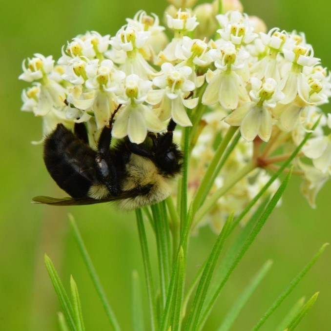 Whorled Milkweed