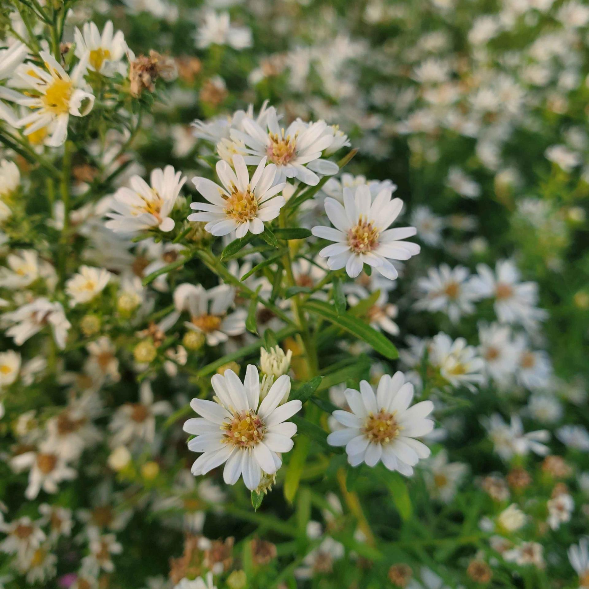 Heath Aster