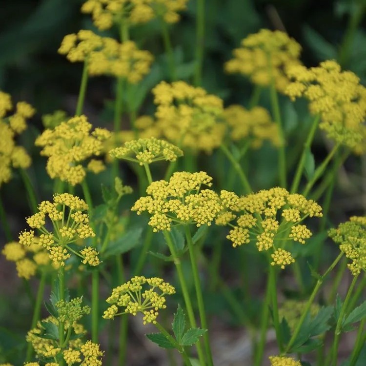 Golden Alexanders